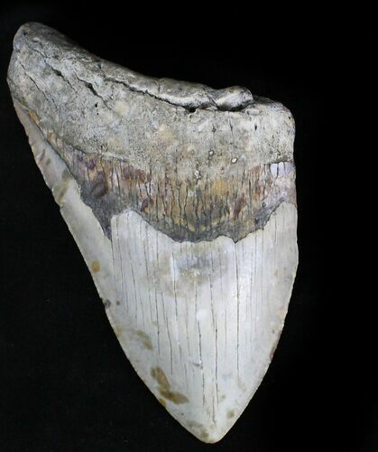 Partial Megalodon Tooth - North Carolina #28506